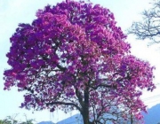 Ipê-Roxo 6