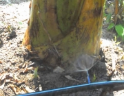 Irrigação da Banana Orgânica 4