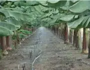 Irrigação da Banana Orgânica 5