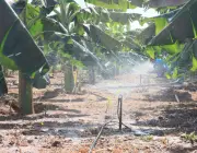 Irrigação de Banana 1