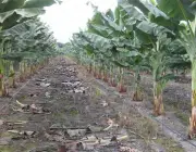 Irrigação de Banana 2