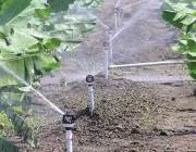 Irrigação de Banana 4