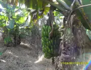 Irrigação de Banana 6