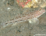 Istigobius Decoratus 1