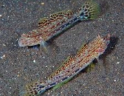 Istigobius Decoratus 2