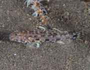 Istigobius Decoratus 3