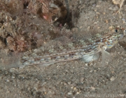 Istigobius Decoratus 4