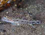 Istigobius Decoratus 5