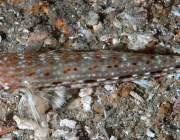 Istigobius Decoratus 6