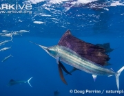 ARKive image GES068566 - Atlantic sailfish