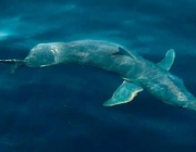 Shortfin Mako, Isurus oxyrinchus