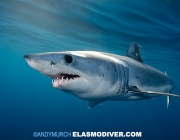 Shortfin Mako Shark