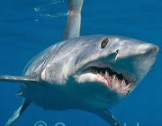 Shortfin Mako Shark (Isurus oxyrinchus). Also known as Mako Shark, Blue Pointer, Mackeral Shark and Snapper Shark. Found in both tropical and temperate seas of the world. Photo taken at Cape Point, South Africa