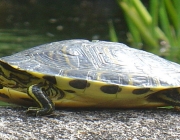 Jabuti 6