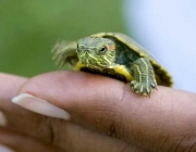 Jabuti Como Animais de Estimação 6