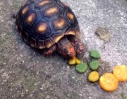 Jabuti Piranga Comendo 3