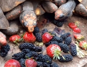 Jabuti Piranga Comendo 6