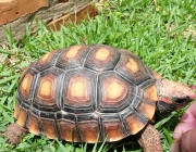 Jabuti Piranga Comendo 1