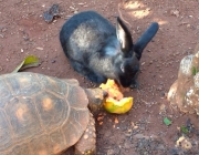 Jabuti Piranga Comendo 4