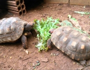 Jabuti Piranga Comendo 6