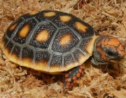 Jabuti Piranga 6
