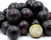 Jabuticaba 3