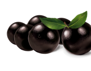 Jabuticaba 6