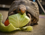 Jabutis Comendo 6