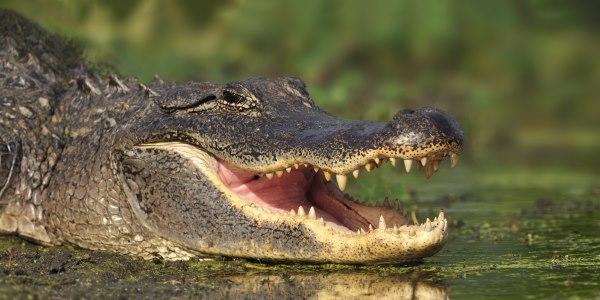 Animais Que Vivem na Água Doce | Mundo Ecologia