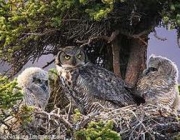 jacurutu (Bubo virginianus) - Reprodução 3