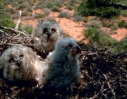 jacurutu (Bubo virginianus) - Reprodução 4