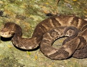 <i>Bothrops alcatraz</i>, a pequena jararaca comedora de lacraias endêmica da Ilha dos Alcatrazes. Foto: Edélcio Muscat / Projeto Dacnis