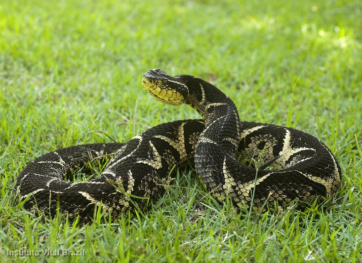 Cobra Urutu-Dourado | Mundo Ecologia