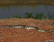 Jararacuçu do Brejo 3