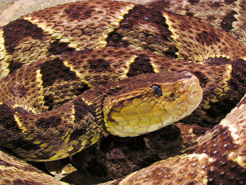 Tudo Sobre Cobra Jararacuçu – Mundo Ecologia