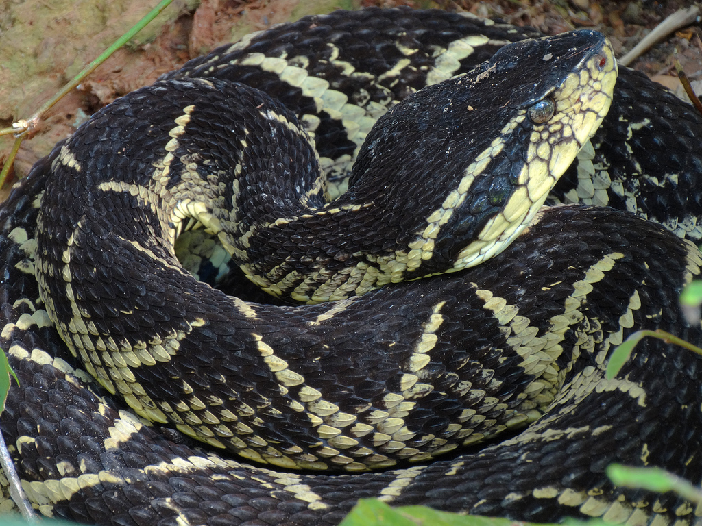Tudo Sobre Cobra Jararacuçu – Mundo Ecologia