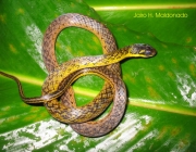 Jararaquinha Dormideira (Liophis almadensis) 3