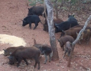 Javali Comendo Lavoura 4