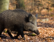 Wildschwein in seinem Lebensraum Wald