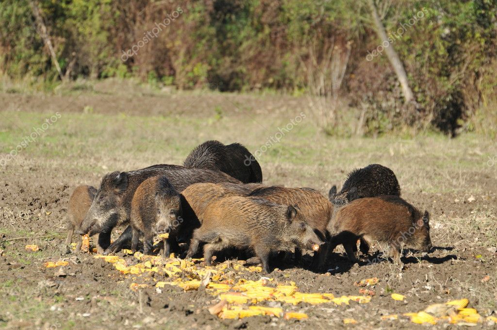 Espécies de Javali – Mundo Ecologia