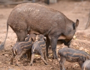 Javalí se Alimentando 1