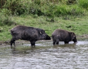 Um casal de Javalis Sus scofra cristatus, a forma indiana de uma espécie amplamente distribuída. E introduzida no Brasil. Presa importante dos tigres, esperamos que os javalis daqui entrem no cardápio de nossas onças.