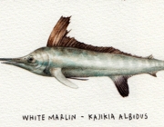 Kajikia Albidus 3