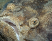 Kathetostoma laeve, Common Stargazer