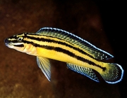 Julidochromis Ornatus