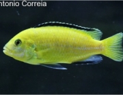 Labidochromis Caeruleus 1
