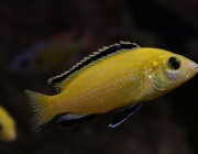 Labidochromis Caeruleus 2
