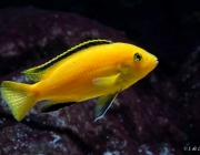 Labidochromis Caeruleus 3