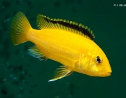 Labidochromis Caeruleus 5