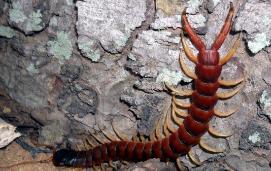Lacraia Gigante da Amazônia | Mundo Ecologia